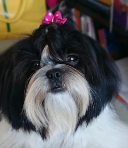 Cachorro raça Shitzu idade 1 ano nome Clarinha 