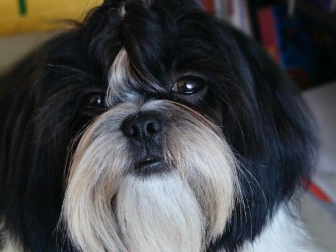 Cachorro raça Shitzu idade 1 ano nome Clarinha 