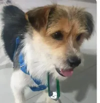 Cachorro raça SRD-ViraLata idade 7 a 11 meses nome Fred 