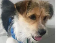 Cachorro raça SRD-ViraLata idade 7 a 11 meses nome Fred 