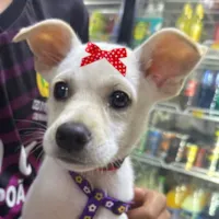 Cachorro raça SRD-ViraLata idade 2 a 6 meses nome Sissi 