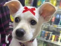 Cachorro raça SRD-ViraLata idade 2 a 6 meses nome Sissi 