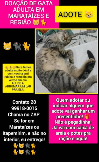 Gato raça SRD-ViraLata idade 4 anos nome Tigresa 