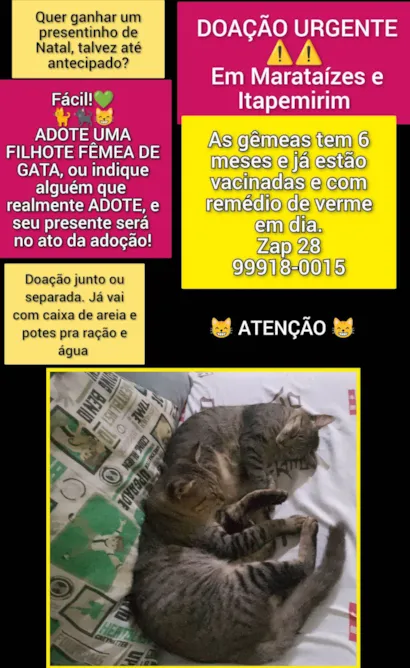Gato raça SRD-ViraLata idade 2 a 6 meses nome Mimi e Mumu