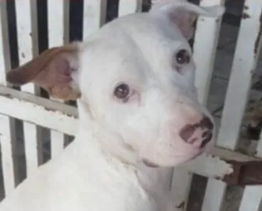 Cachorro raça SRD-ViraLata idade 1 ano nome Moisés 