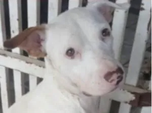 Cachorro raça SRD-ViraLata idade 1 ano nome Moisés 
