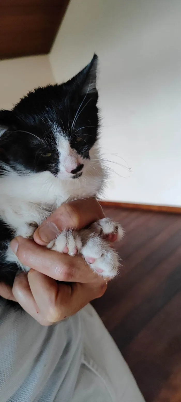 Gato raça SRD-ViraLata idade Abaixo de 2 meses nome Zoé