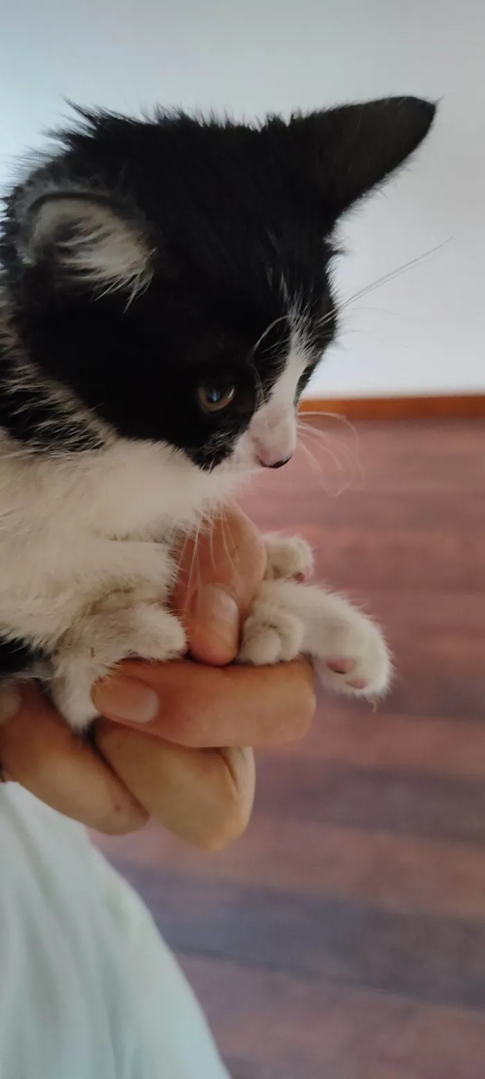 Gato raça SRD-ViraLata idade Abaixo de 2 meses nome Zoé