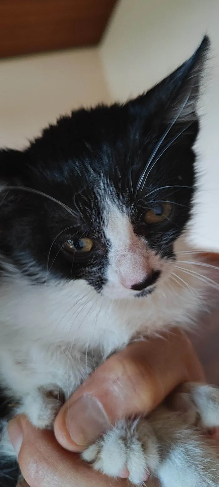 Gato raça SRD-ViraLata idade Abaixo de 2 meses nome Zoé