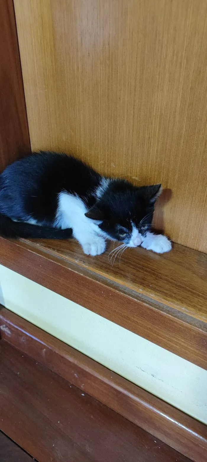 Gato raça SRD-ViraLata idade Abaixo de 2 meses nome Zoé