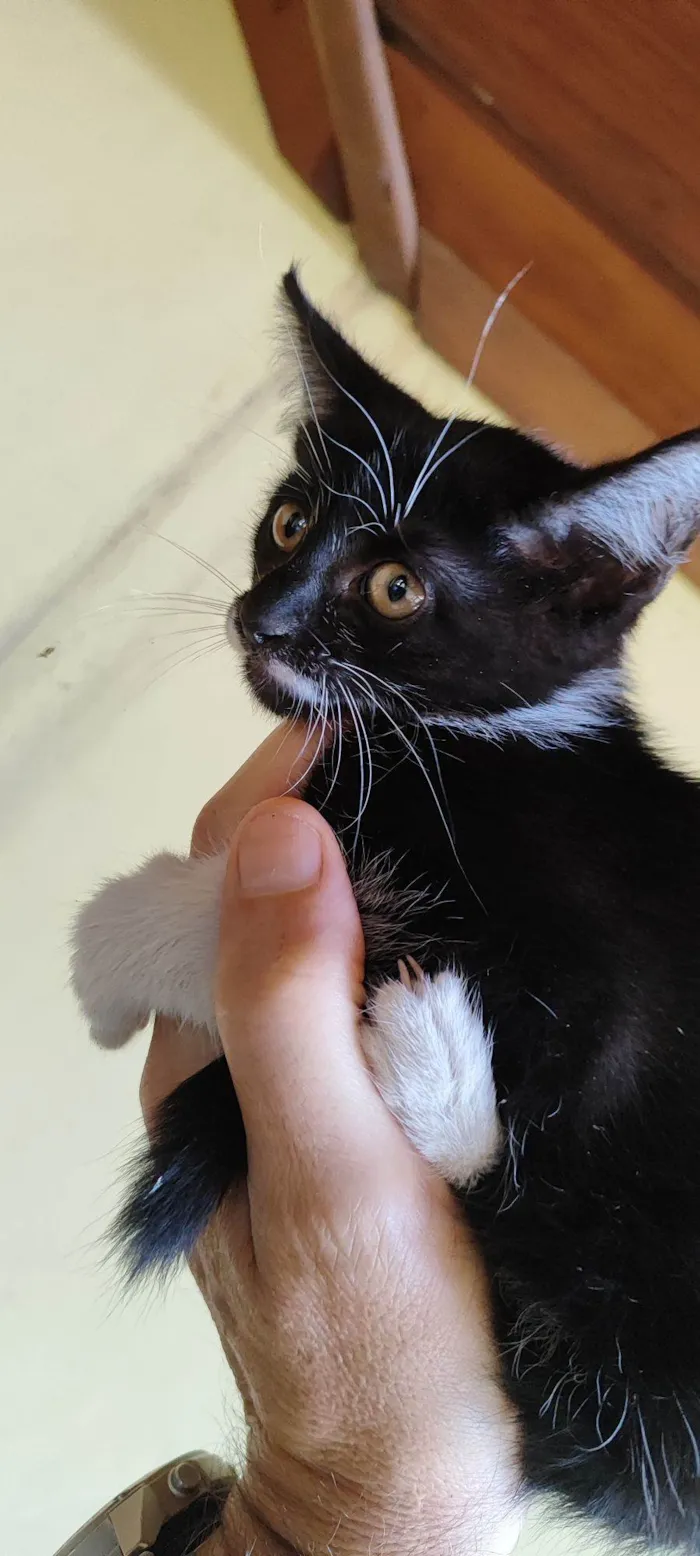Gato raça SRD-ViraLata idade Abaixo de 2 meses nome Ziá