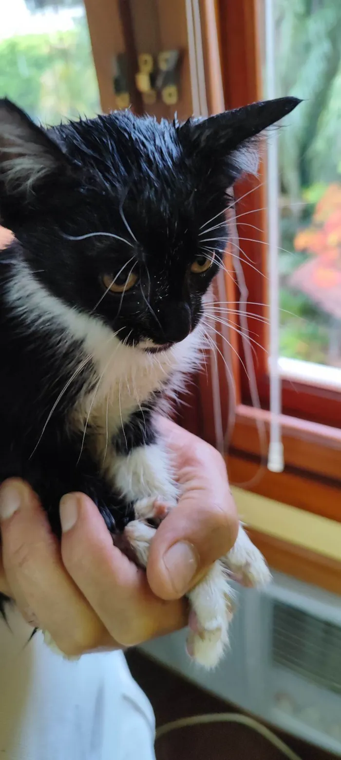 Gato raça SRD-ViraLata idade Abaixo de 2 meses nome Ziá