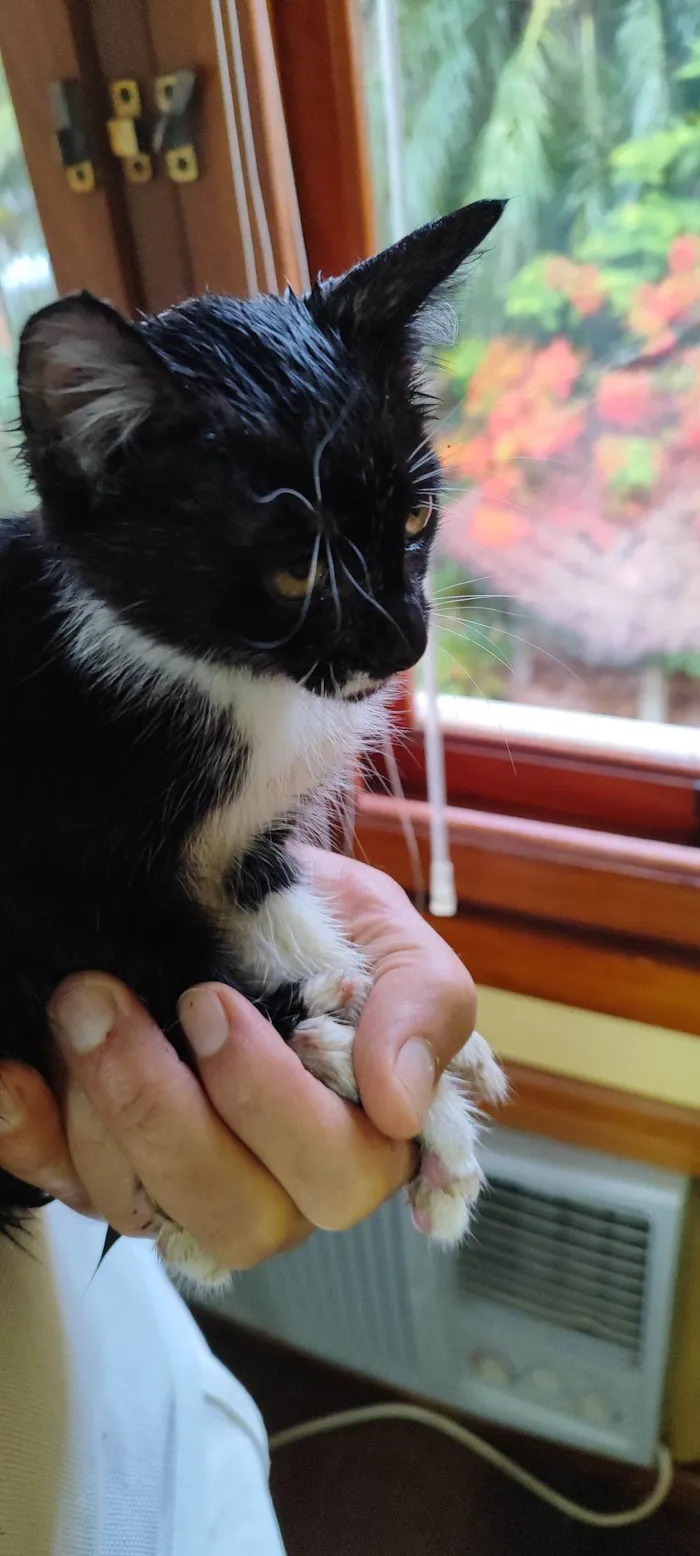 Gato raça SRD-ViraLata idade Abaixo de 2 meses nome Ziá