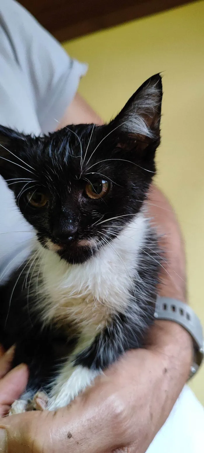 Gato raça SRD-ViraLata idade Abaixo de 2 meses nome Ziá