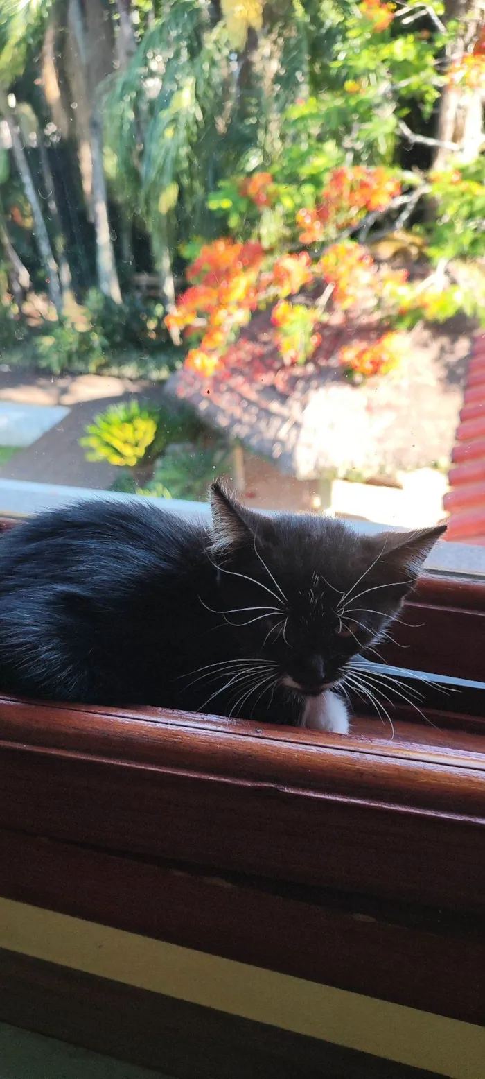 Gato raça SRD-ViraLata idade Abaixo de 2 meses nome Ziá