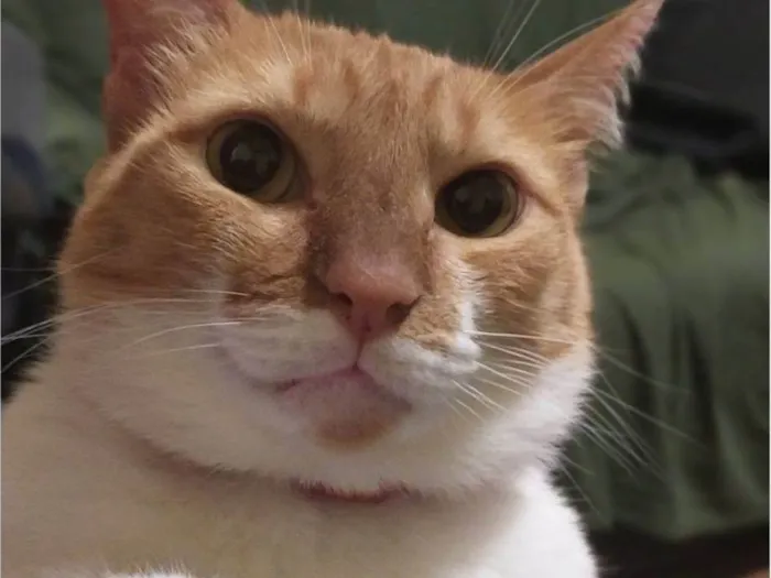 Gato raça SRD-ViraLata idade 6 ou mais anos nome Mimi