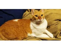 Gato raça SRD-ViraLata idade 6 ou mais anos nome Mimi