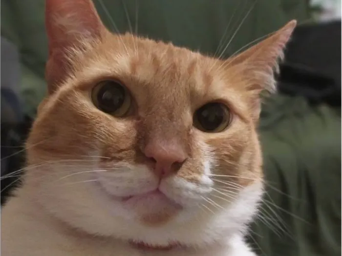 Gato raça SRD-ViraLata idade 6 ou mais anos nome Mimi