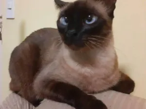 Gato raça SRD-ViraLata idade 6 ou mais anos nome Fumaça 