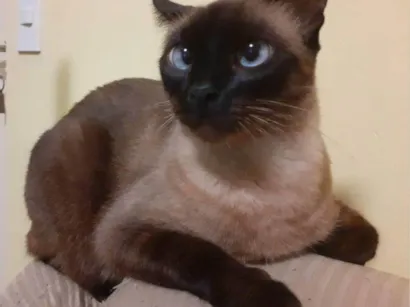 Gato raça SRD-ViraLata idade 6 ou mais anos nome Fumaça 