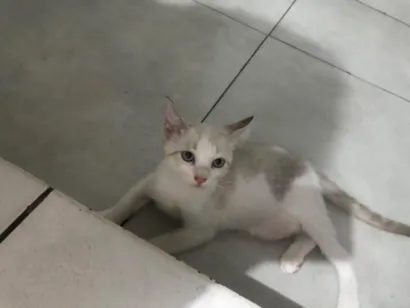 Gato raça SRD-ViraLata idade Abaixo de 2 meses nome Branquinho