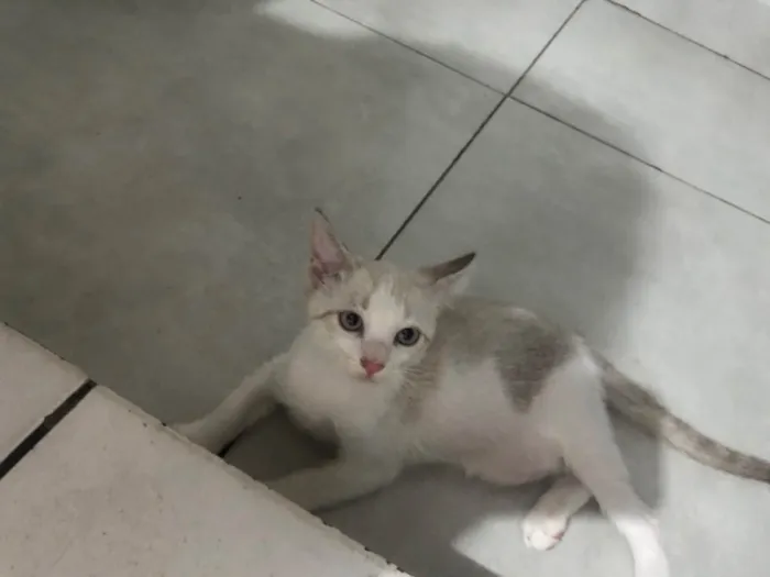 Gato raça SRD-ViraLata idade Abaixo de 2 meses nome Branquinho