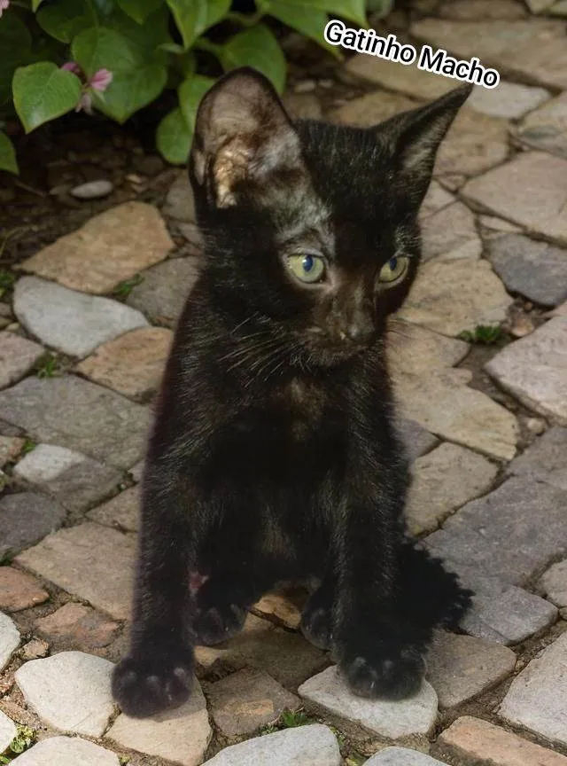 Gato raça SRD-ViraLata idade 2 a 6 meses nome Sem nome