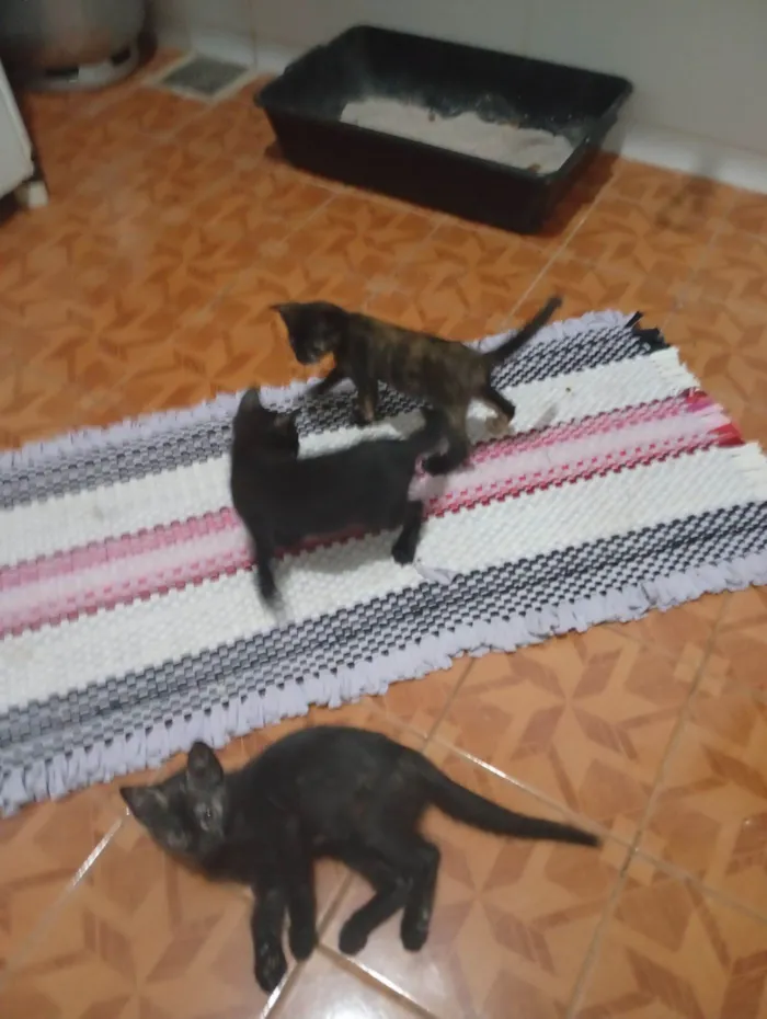 Gato raça SRD-ViraLata idade 2 a 6 meses nome Sem nome