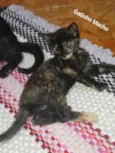 Gato raça SRD-ViraLata idade 2 a 6 meses nome Sem nome