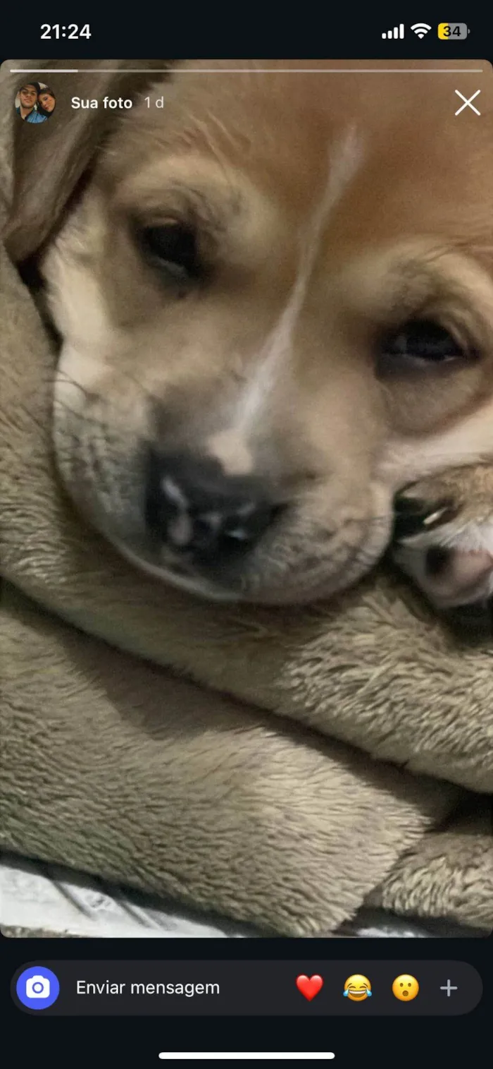 Cachorro raça SRD-ViraLata idade 2 a 6 meses nome Kaya