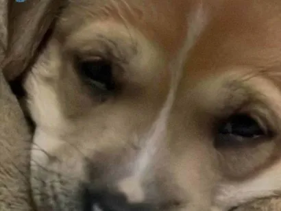 Cachorro raça SRD-ViraLata idade 2 a 6 meses nome Kaya