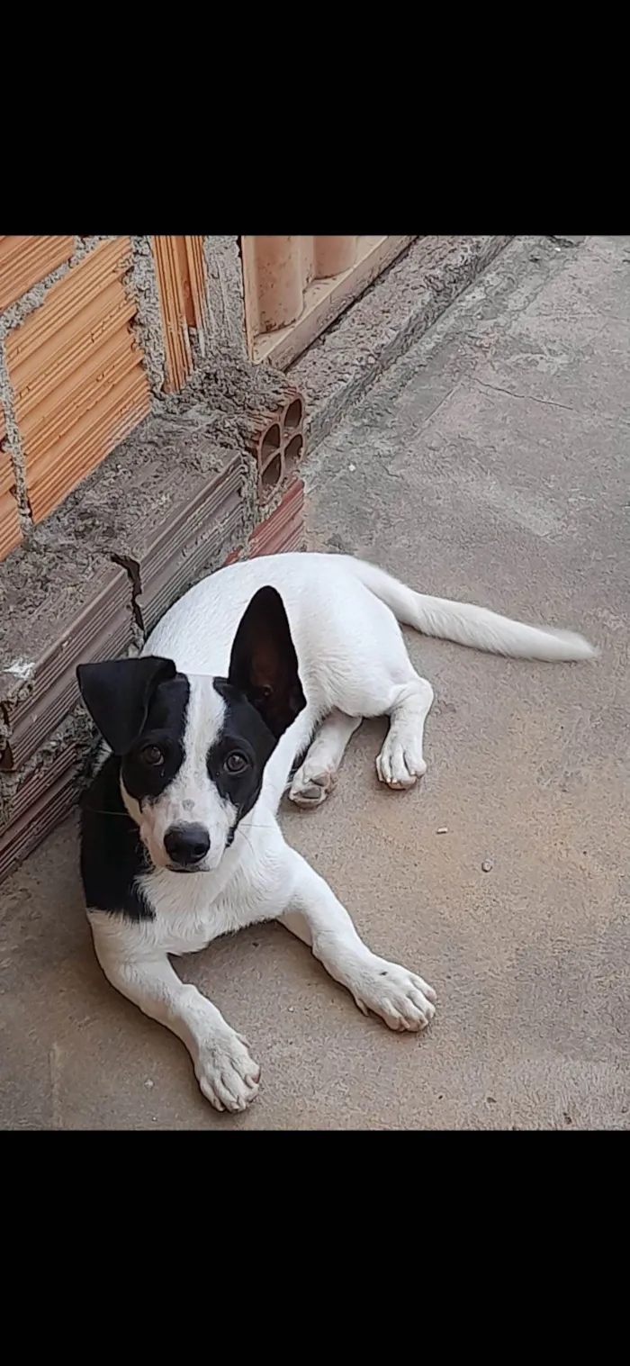 Cachorro raça SRD-ViraLata idade 1 ano nome Luke