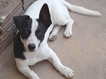 Cachorro raça SRD-ViraLata idade 1 ano nome Luke