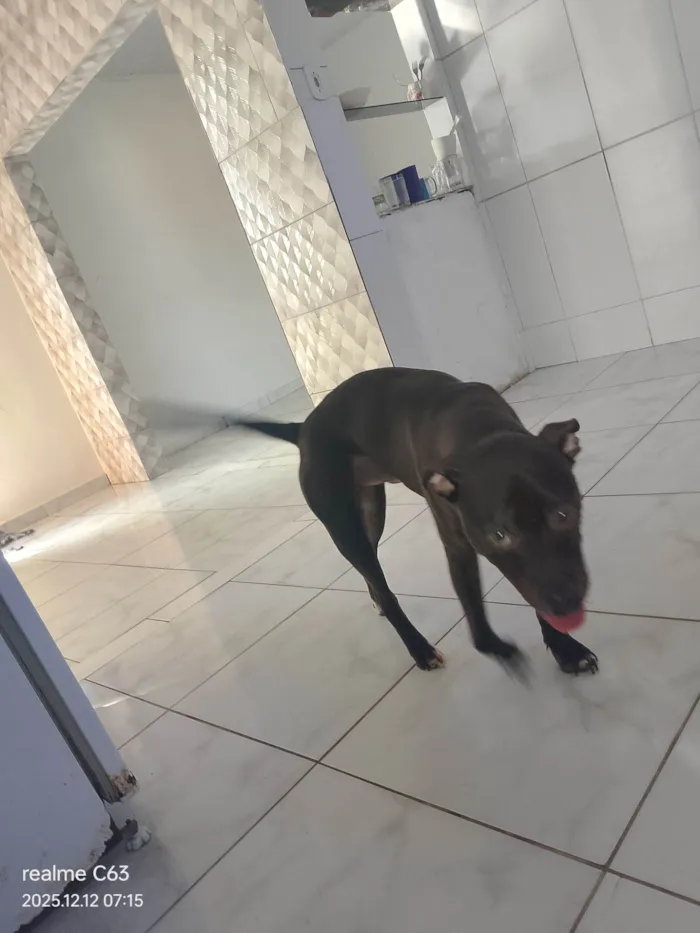 Cachorro raça Pit-Bull idade 1 ano nome Zeus 