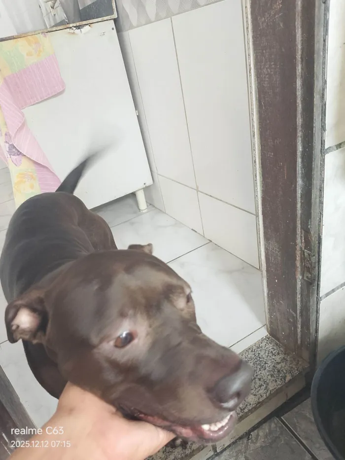 Cachorro raça Pit-Bull idade 1 ano nome Zeus 