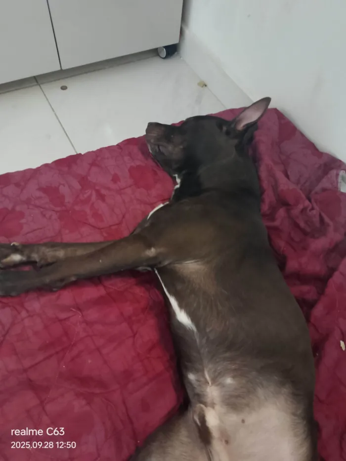 Cachorro raça Pit-Bull idade 1 ano nome Zeus 