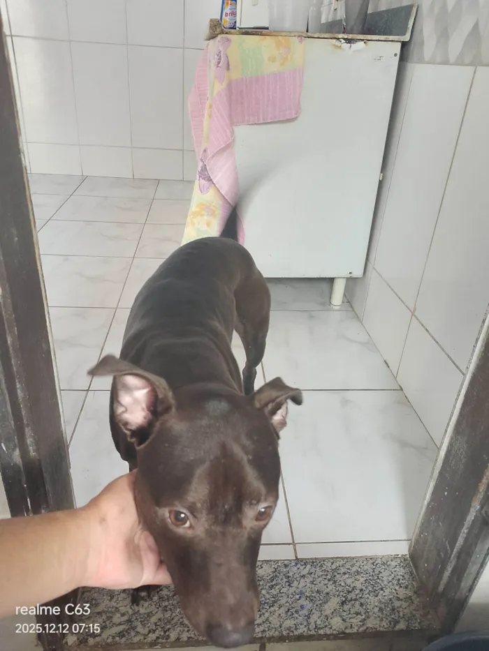 Cachorro raça Pit-Bull idade 1 ano nome Zeus 