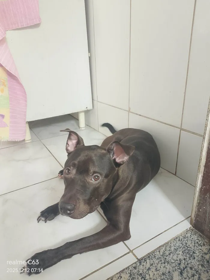 Cachorro raça Pit-Bull idade 1 ano nome Zeus 