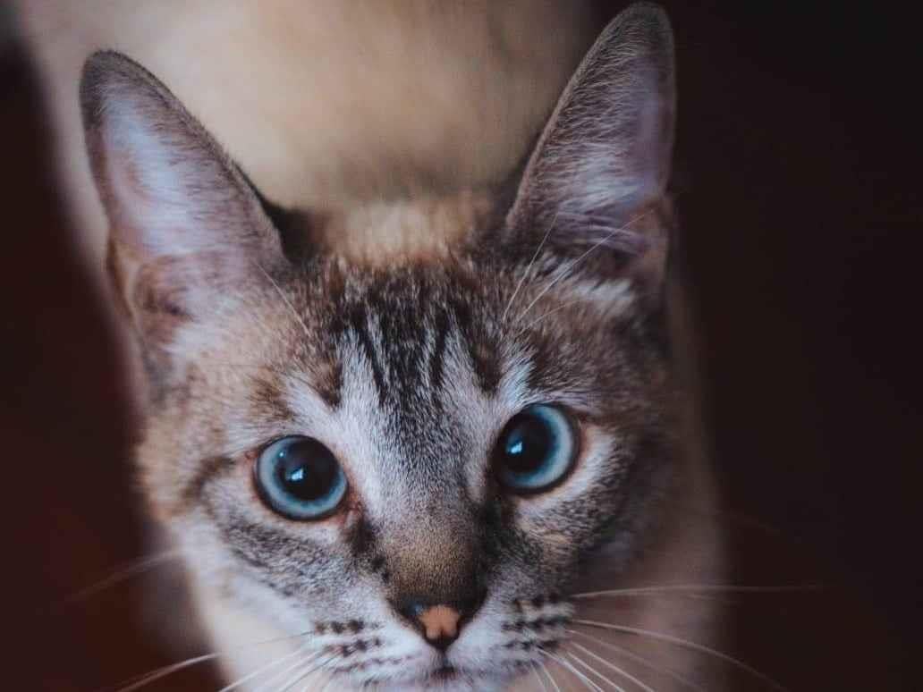 Gato raça SRD-ViraLata idade 2 anos nome Léia 