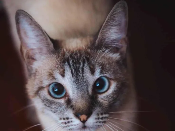 Gato raça SRD-ViraLata idade 2 anos nome Léia 