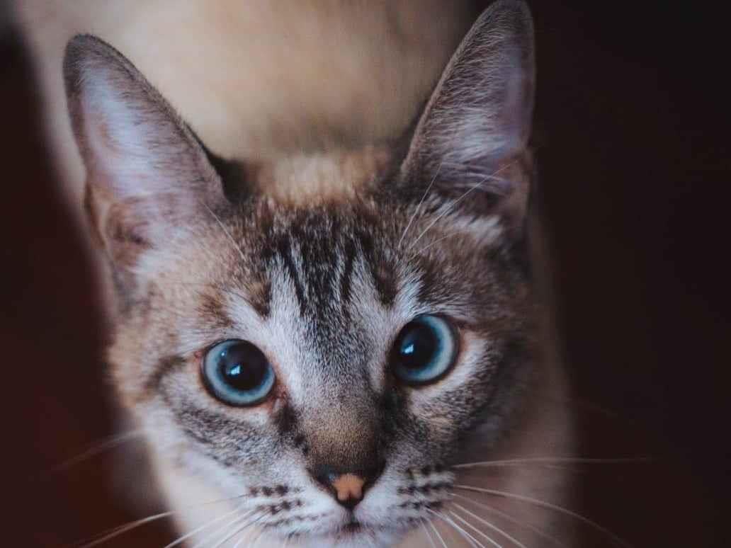 Gato raça SRD-ViraLata idade 2 anos nome Léia 