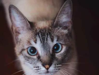 Gato raça SRD-ViraLata idade 2 anos nome Léia 