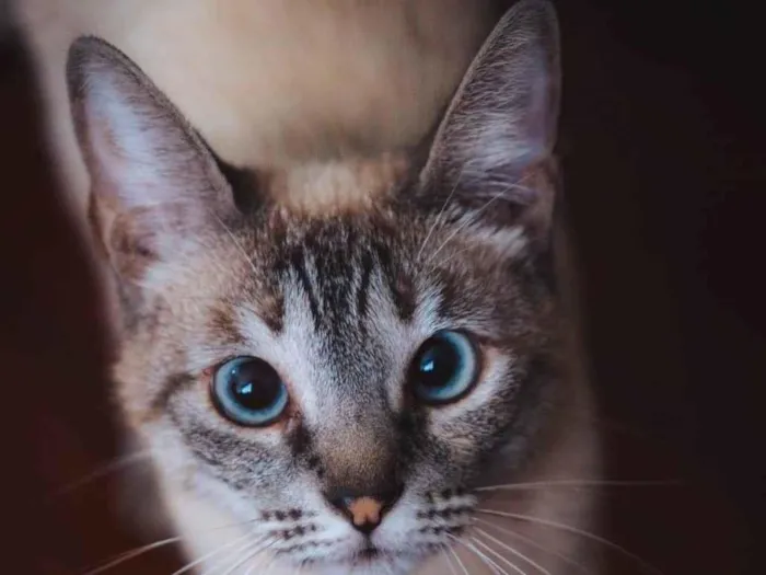 Gato raça SRD-ViraLata idade 2 anos nome Léia 