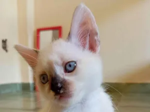 Gato raça SRD-ViraLata idade Abaixo de 2 meses nome Sem nome