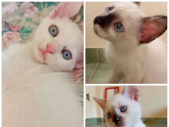 Gato raça SRD-ViraLata idade Abaixo de 2 meses nome Sem nome