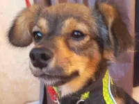 Cachorro raça SRD-ViraLata idade 7 a 11 meses nome Tody 