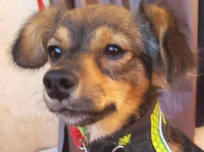 Cachorro raça SRD-ViraLata idade 7 a 11 meses nome Tody 