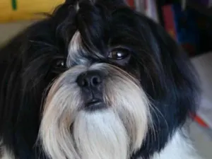 Cachorro raça Shitzu idade 1 ano nome Clarinha 