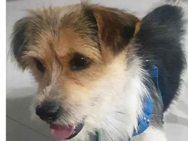 Cachorro raça SRD-ViraLata idade 7 a 11 meses nome Fred 