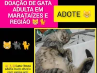 Gato raça SRD-ViraLata idade 4 anos nome Tigresa 